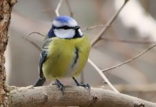 Sortie nature : Découverte des oiseaux de la forêt d’Ermenonville