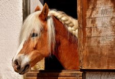 La Horse Club