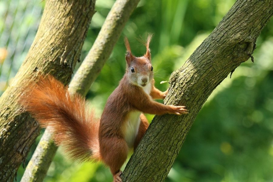 nature-7997402_1280